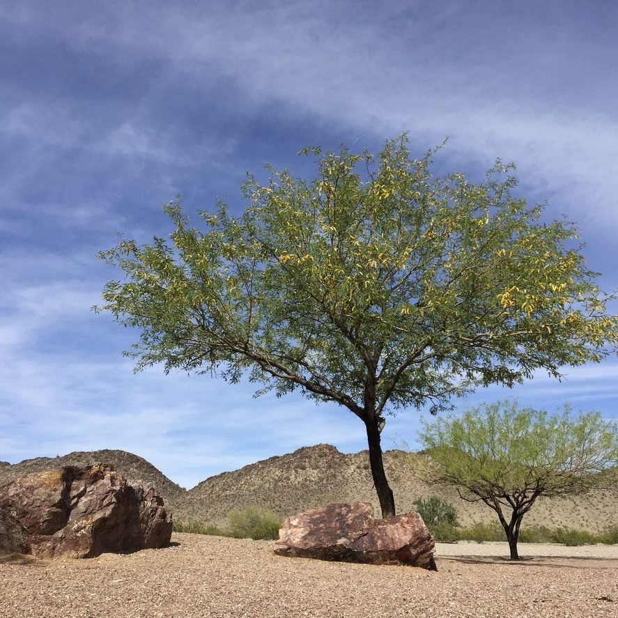 Growing New Mesquite Trees: Tips For Mesquite Tree Propagation | Gardening  Know How