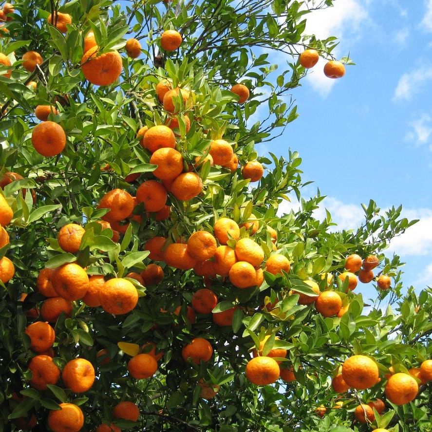 Can You Grow Citrus In Zone 8 - Learn About Citrus Trees For