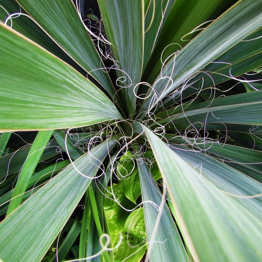 What Is Adam's Needle Yucca: Tips For Growing Adam's Needle In The Garden |  Gardening Know How