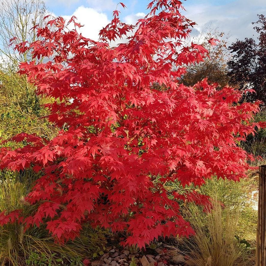 その他 MapleTree gVQQcw3XC5vN9bTrVAMYk4.jpg