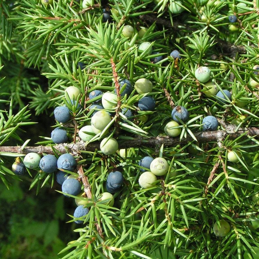 JUNIPER BERRY & CEDARWOOD - HARNN: Interpreting Contemporary