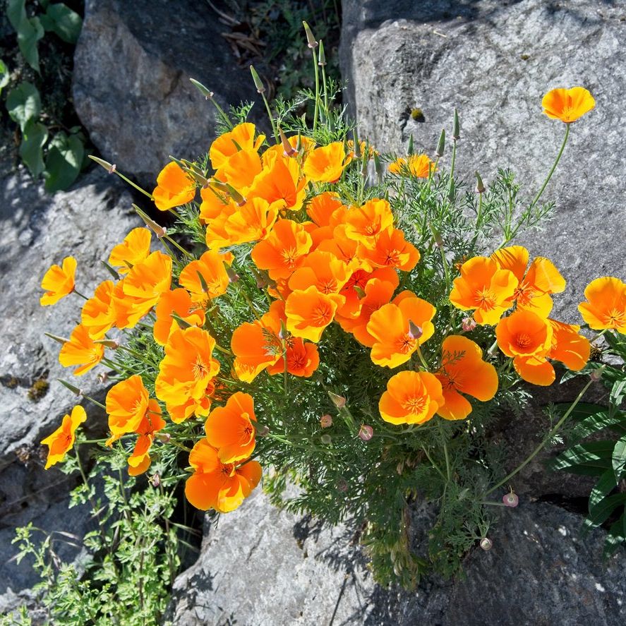 Wallflower Plants: Tips For Growing Wallflowers In The Garden