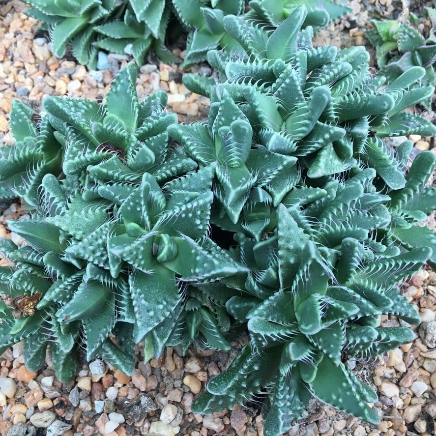 Faucaria Succulent Plants  Learn How To Grow A Tiger Jaws Plant |  Gardening Know How