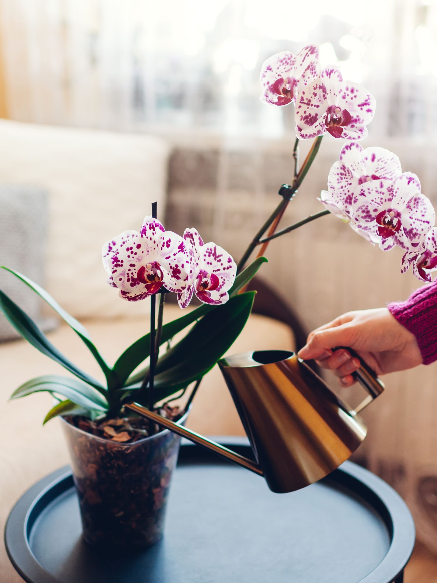 woman watering orchid