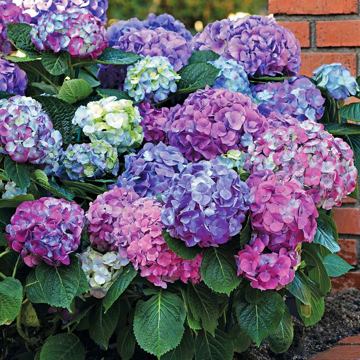 LA Dreaming Hydrangea