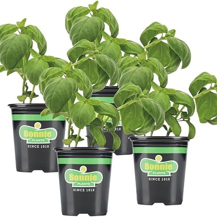 Bonnie Plants Organic Green Basil, Live Plant, 19.3oz., 4-Pack