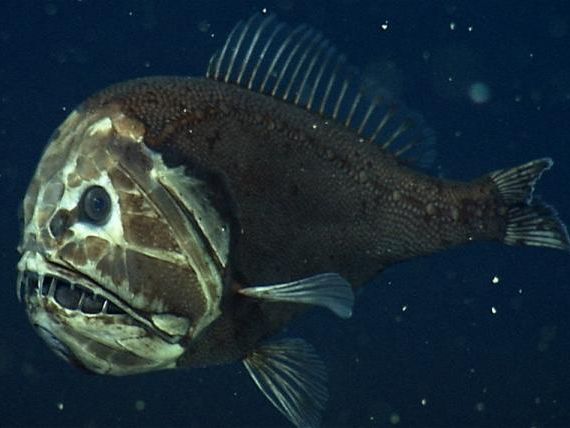 Earth's Final Frontier: Mysteries of the Deep Sea | Live Science