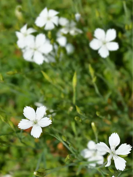 Suttons, Dianthus deltoides Albus