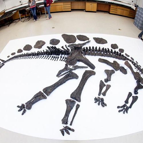 Rare Stegosaurus Skeleton to Debut at London Museum | Live Science