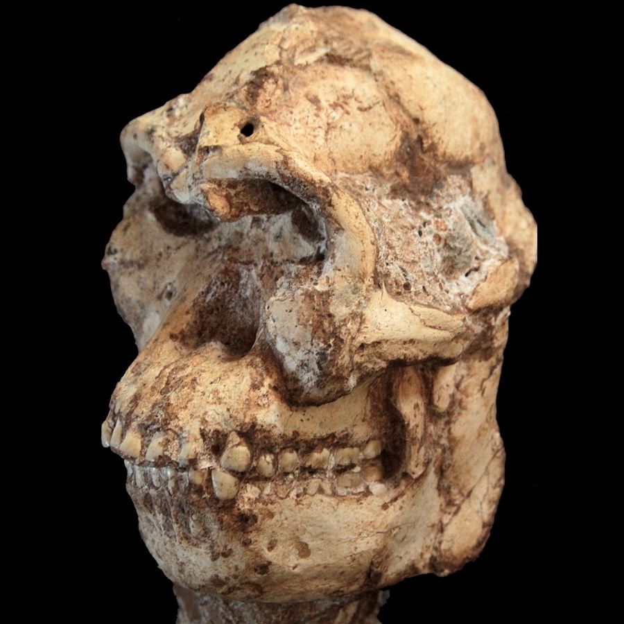 Brain of Mysterious 'Little Foot' Human Relative Was Half-Man, Half-Ape | Live Science