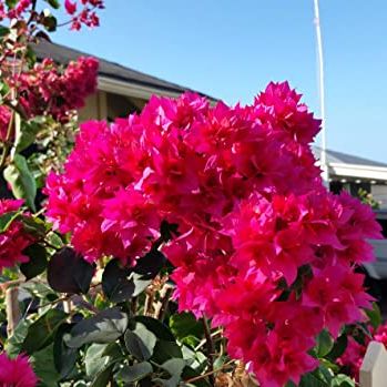 Red Bougainvillea &amp;ndash; Pack of 2 'double Red' Bougi Live Starter Plants (4-6 Inches Tall) &amp;ndash; Rare Double-Bloom Variety, Fast-Growing, Drought-Tolerant, Vine for Stunning Tropical Garden Color