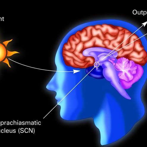 健康・医学 Rhythms of the Brain Amazon | Rhythms of the Brain | Buzsaki, Gyorgy | Neuroscience