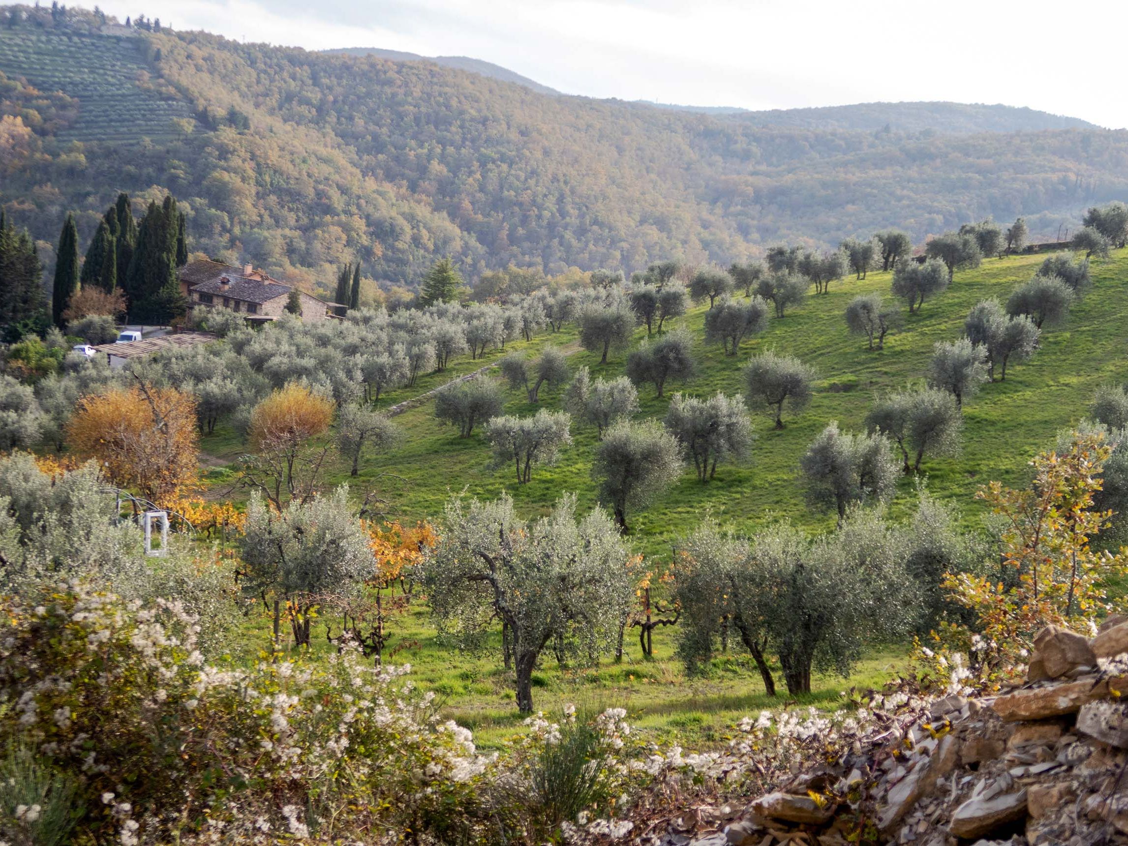 Chillable and chuggable: The low-alcohol Chianti Classico vintage