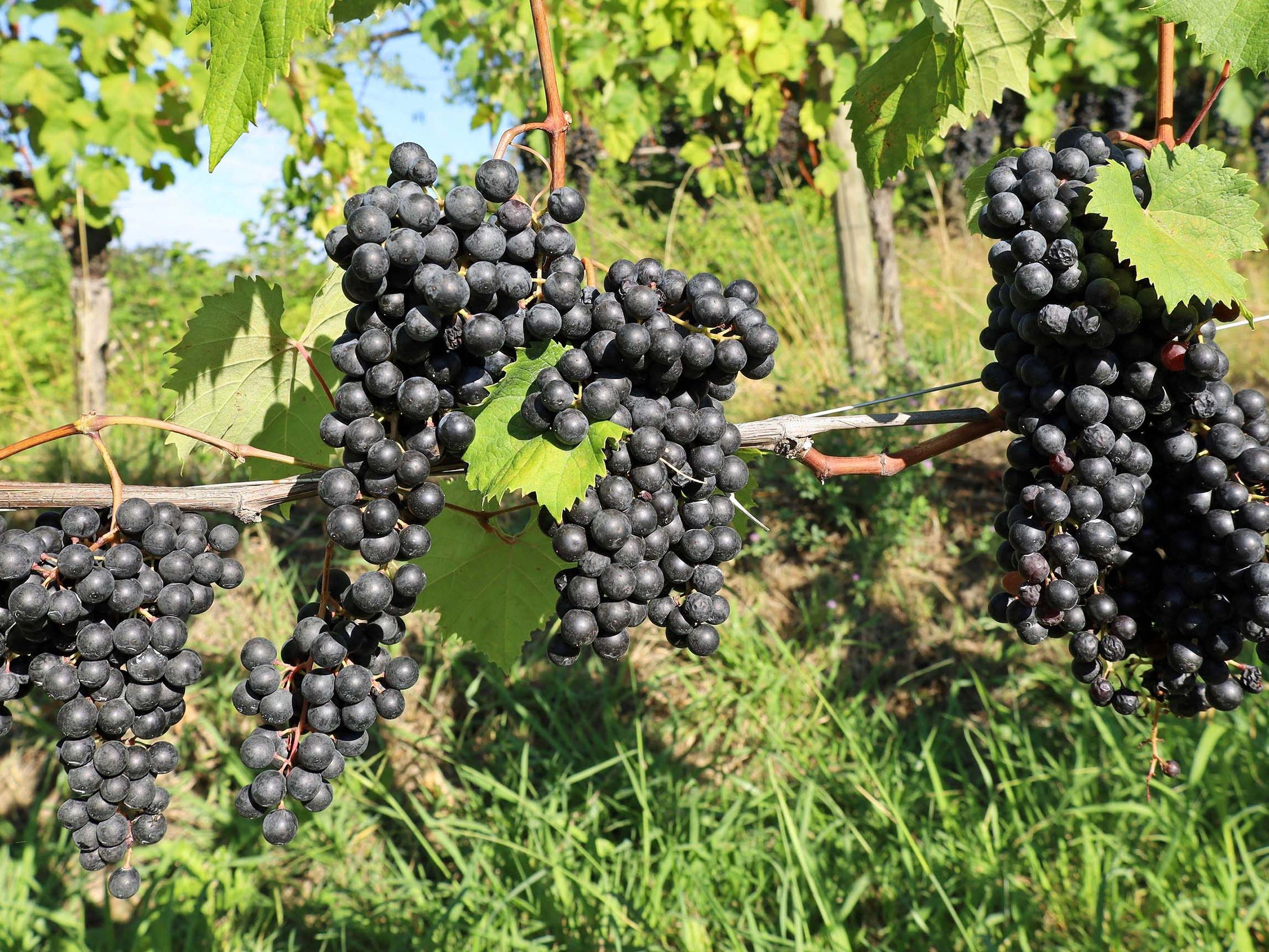 Le Primeur Vino Rosso Biologico 5本セット Beyond just whites: Colli Orientali is crafting thrilling reds