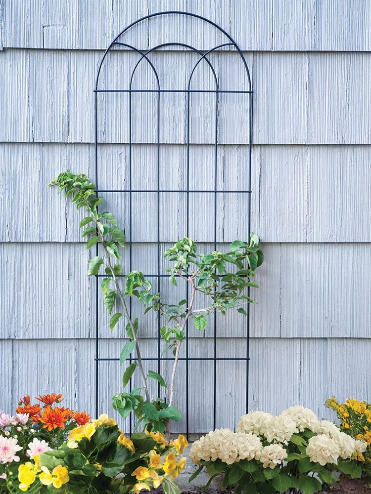 primrose, Classic Black Metal Trellis