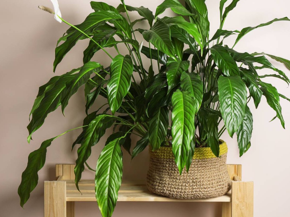 epipremnum vs pothos Golden Pothos (Epipremnum aureum)  The Plant Lady SF