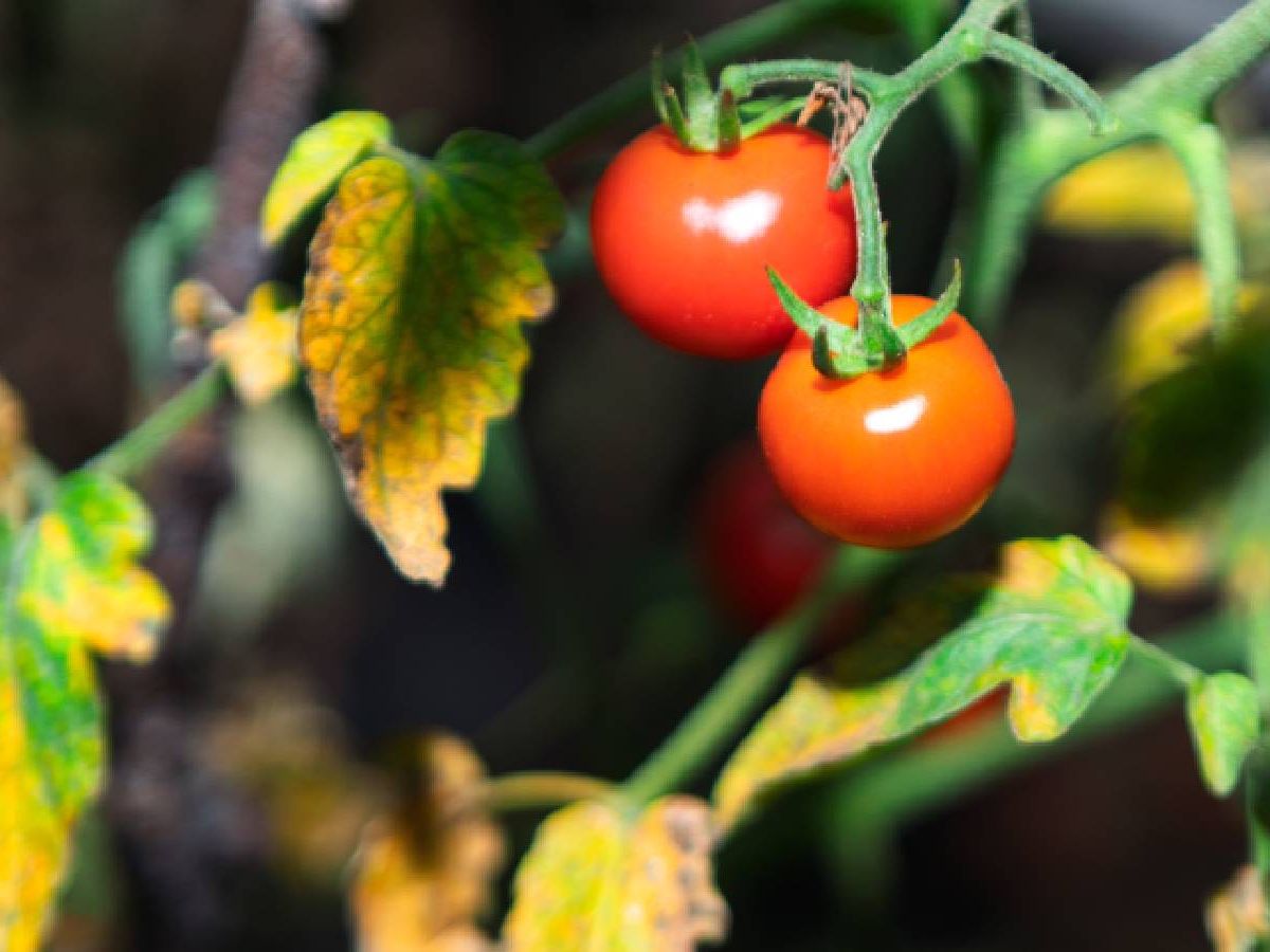 Yellow tomato plant leaves? 5 easy ways to green them again | Tom's Guide