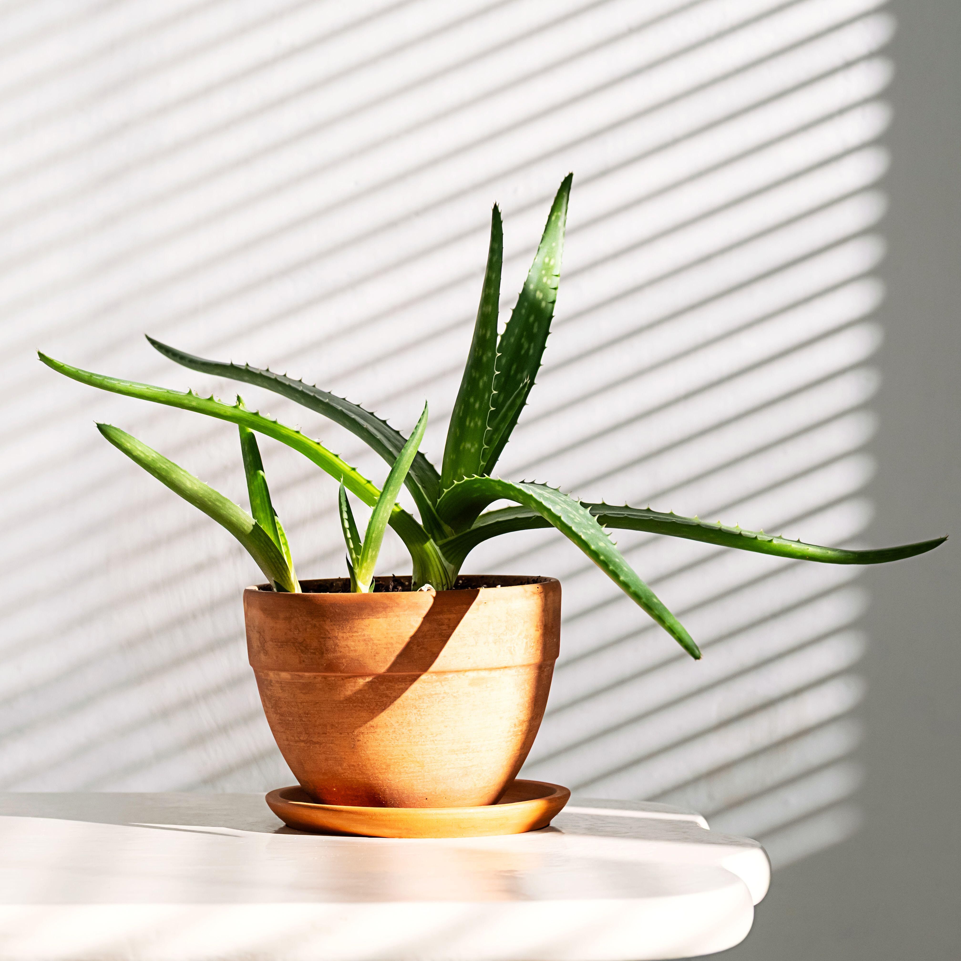 Aloe vera plant in terracotta planter