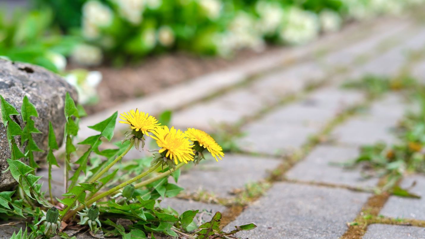 dandelions growing in paving slabs in garden