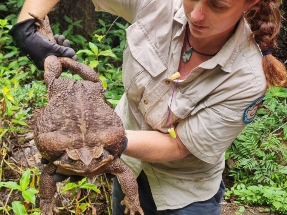 Monster cane toad' dubbed 'Toadzilla' found in Australia | Live