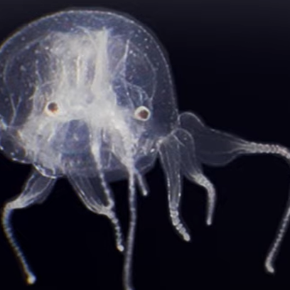 19-20 moss JELLYFISH　156cm 19-20 moss JELLYFISH 156cm（Moss Snowstick — Jellyfish