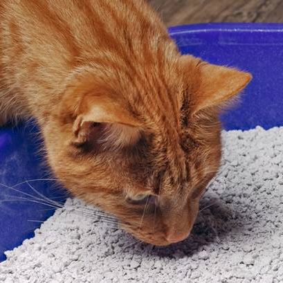 Is your cat allergic to litter? Vet explains signs and treatment | PetsRadar