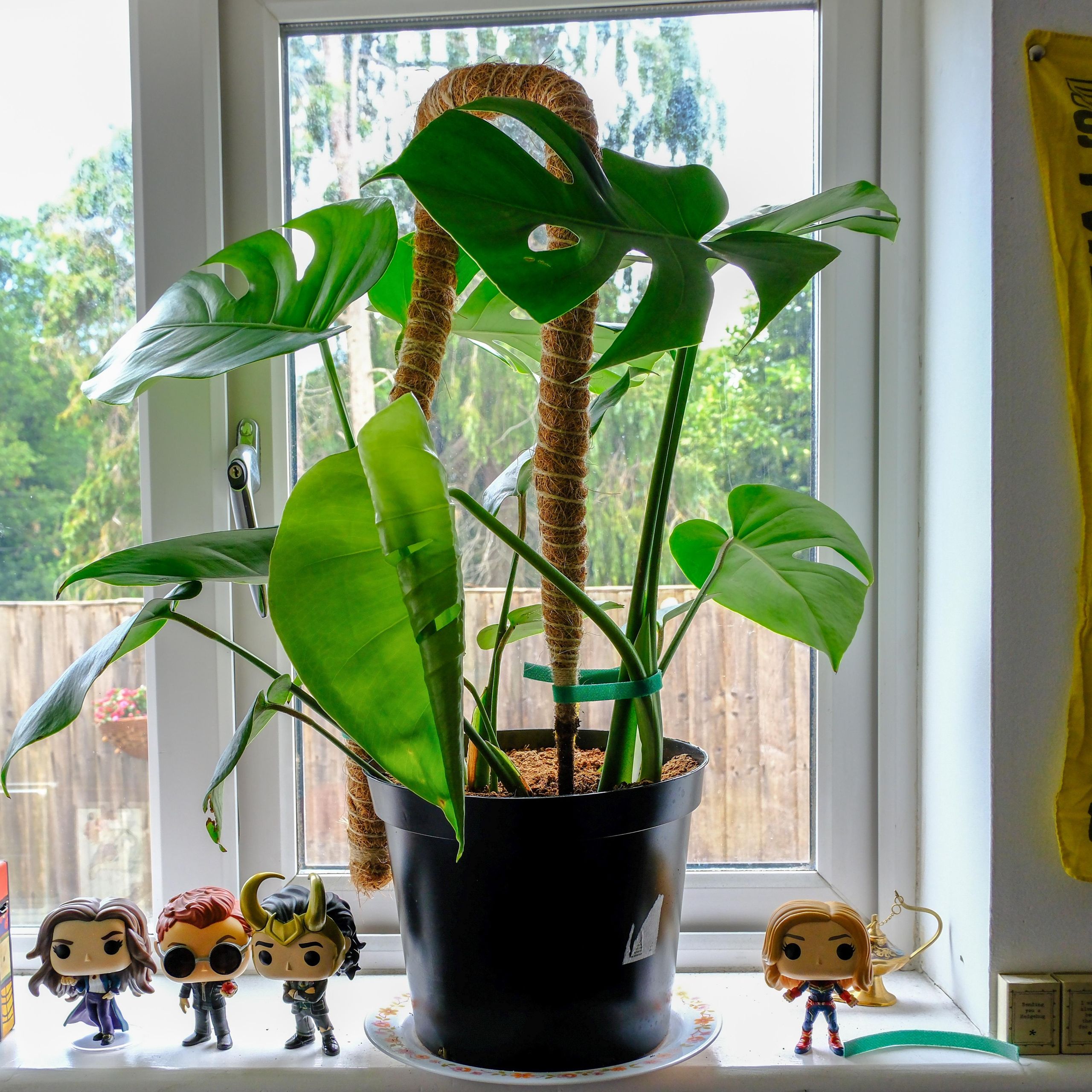 Monstera infested with fungus gnats? So was mine, and here's how I nursed  her back to health | Tom's Guide