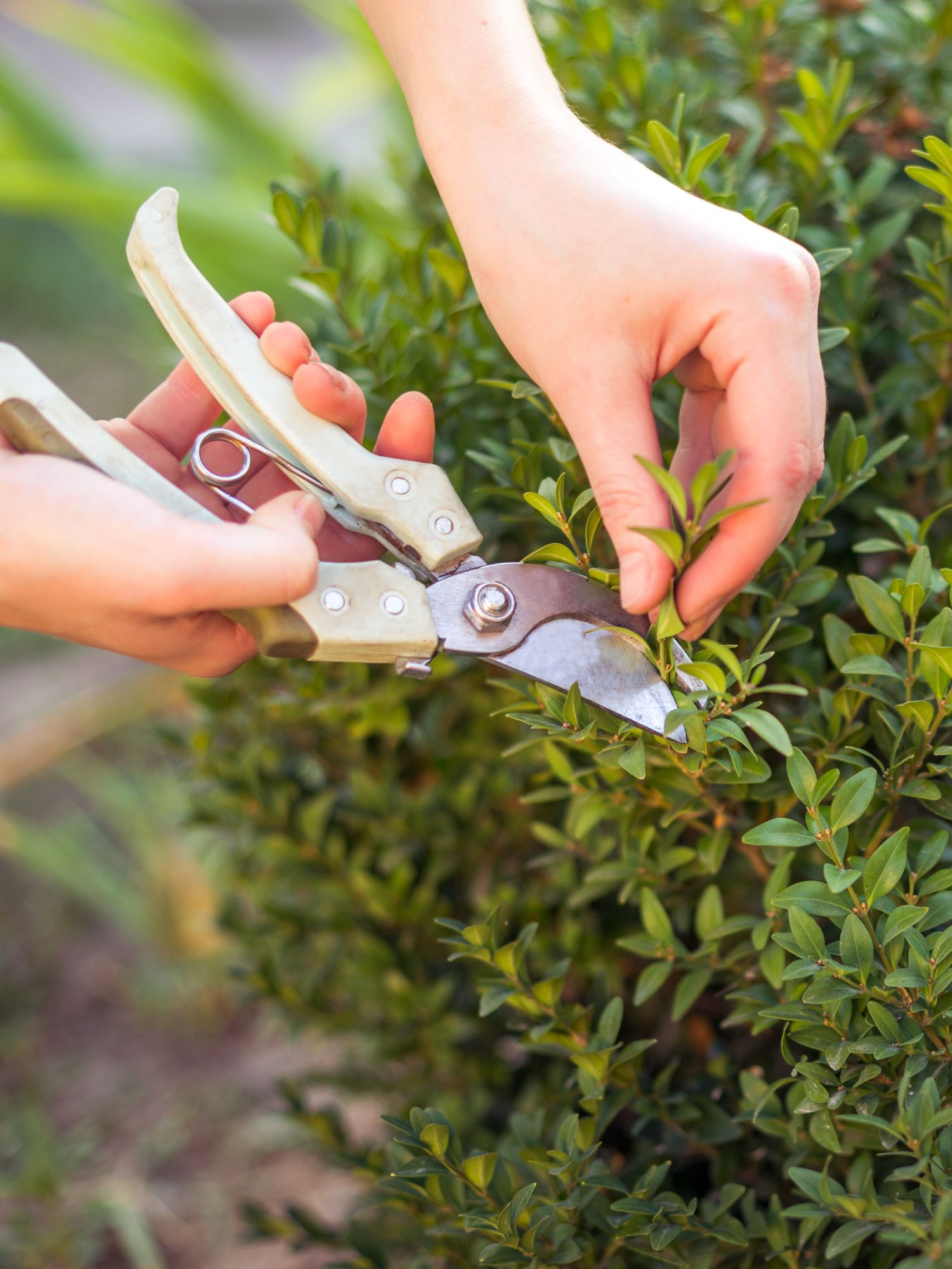 Woman's hands pruning boxwood