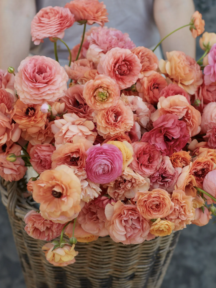 Eden Brothers, Ranunculus Champagne Collection 20 Bulbs