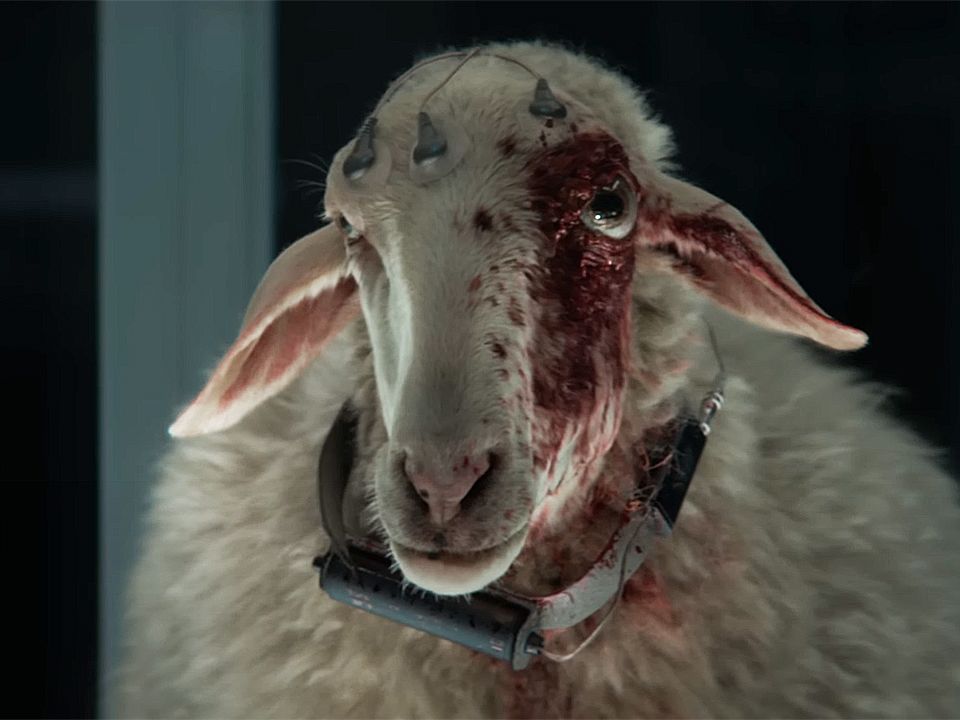 フェイスジェル・ゲル Alien Sheep DBZdvLJvBFiwLu47SEFdLh.jpg