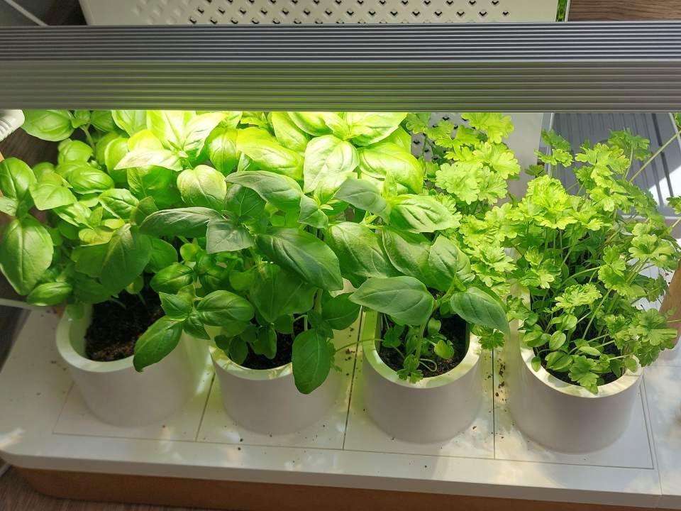 I tried the Auk Mini  I don't think I'll ever kill my plants again | T3