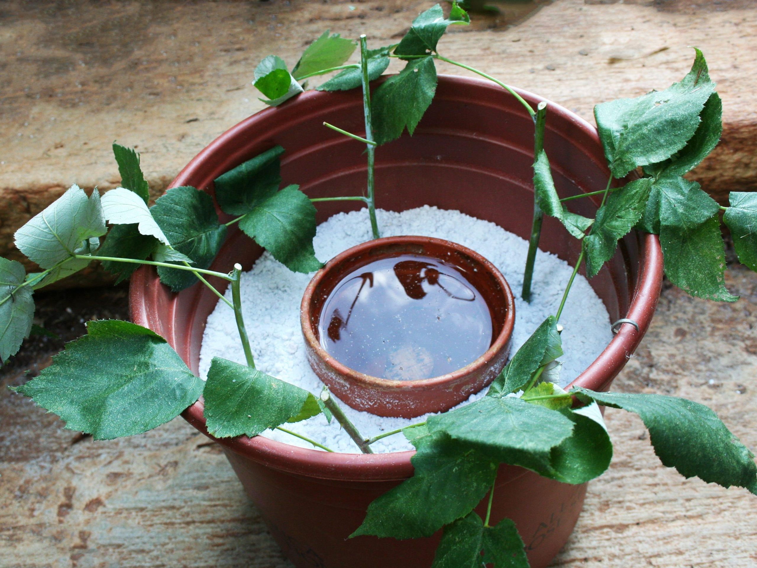 Raspberry Plant Propagation - Learn How To Propagate Raspberries |  Gardening Know How