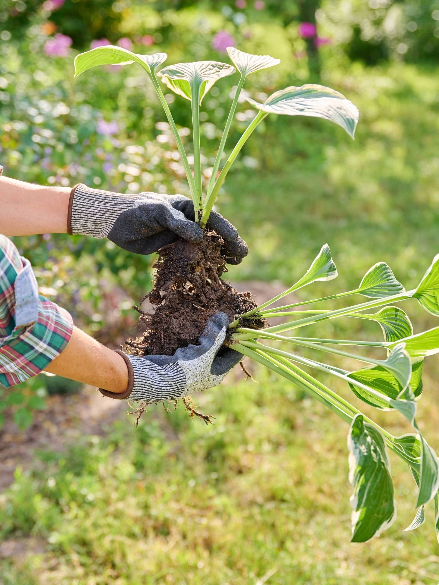 Woman holding divided hostas