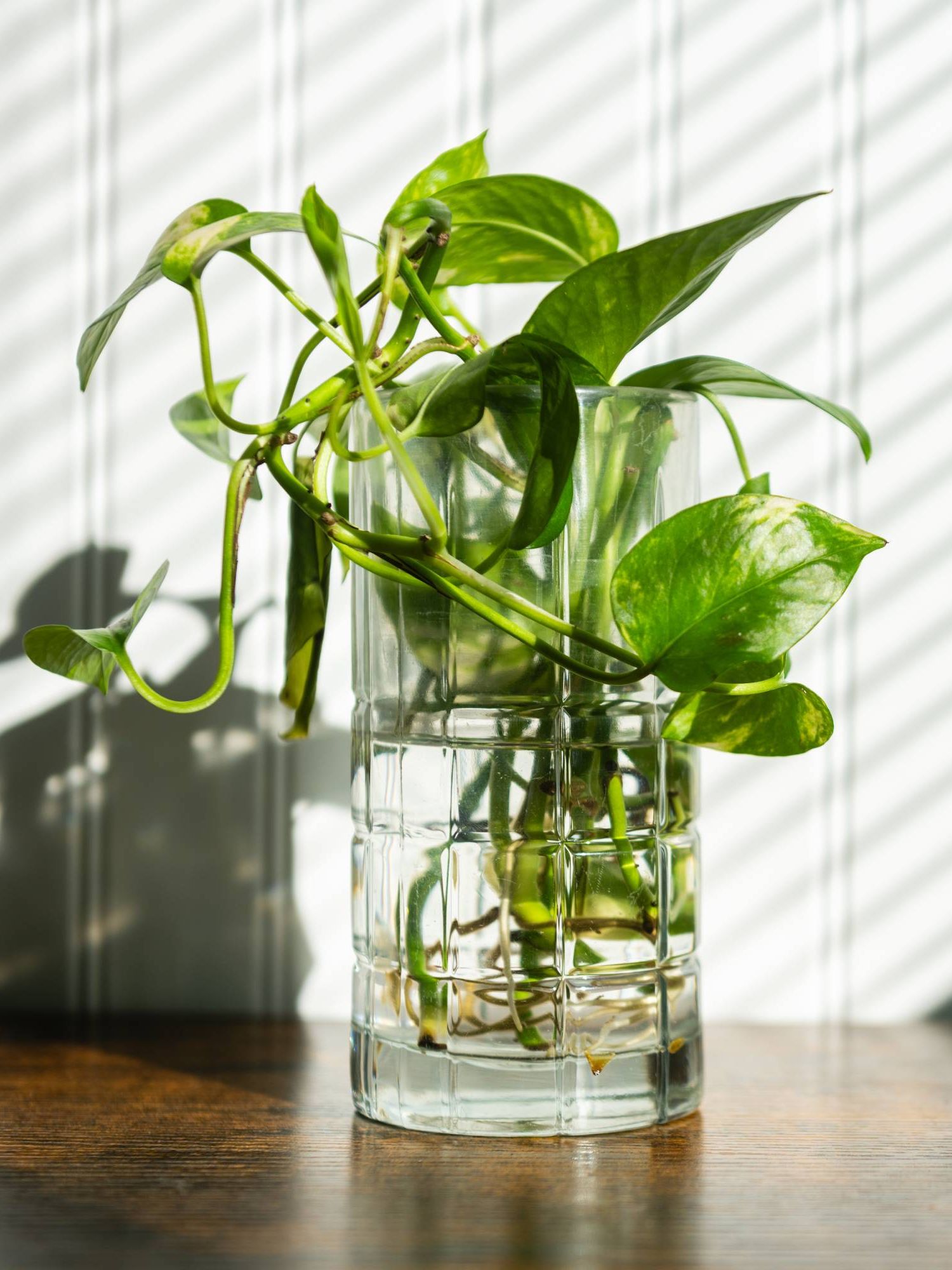 Propagation of cutting in water