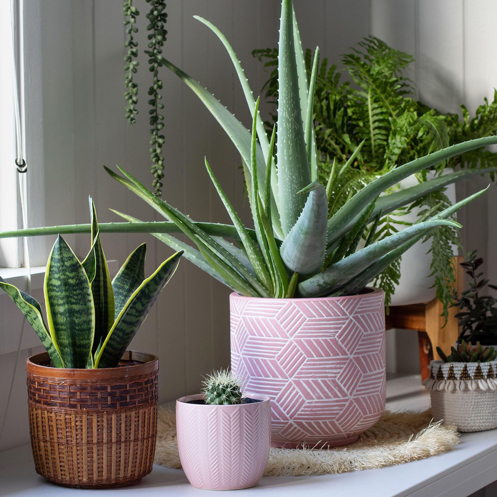 Why is my aloe plant turning brown? | Homes and Gardens