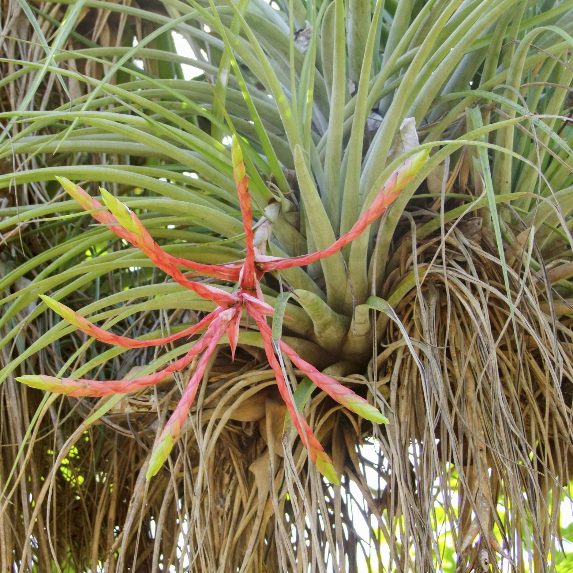 baby snake plant for sale Snake Plant Sansevieria Zeylanica main image 1