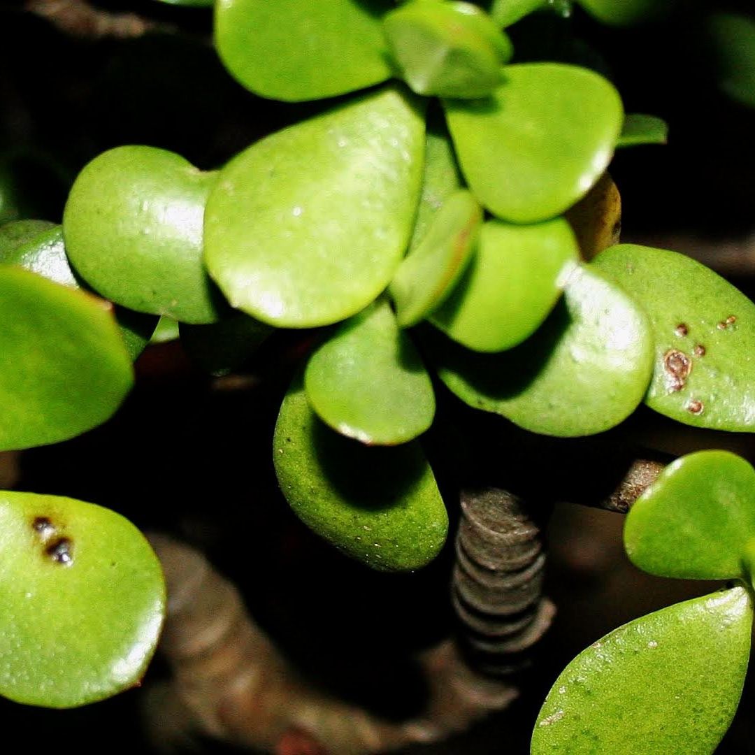 Jade Plant Problems - What To Do For Black Spots On Jade Plant Leaves |  Gardening Know How