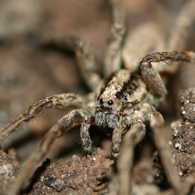 Spider  Orb-Weaver Spider in Cleveland | General Pest Control