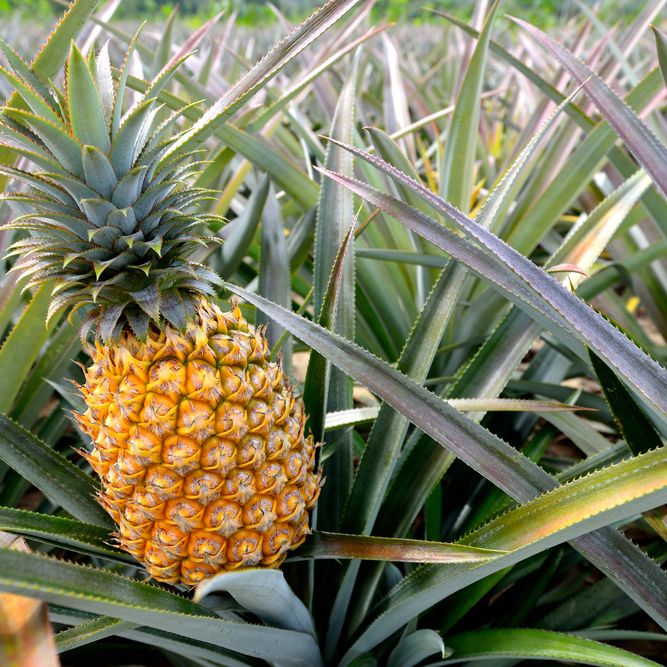 How do pineapples grow? | Live Science