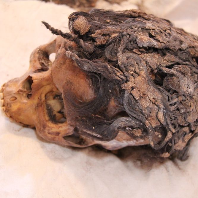 Ancient Egyptian Woman with 70 Hair Extensions Discovered | Live