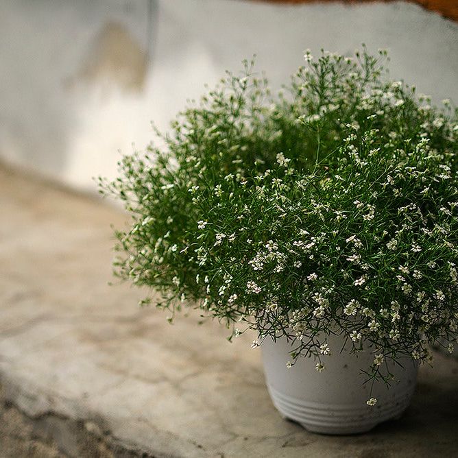 good luck house plants Buy Top 5 Plants to Bring Goodluck online from Nurserylive at lowest price