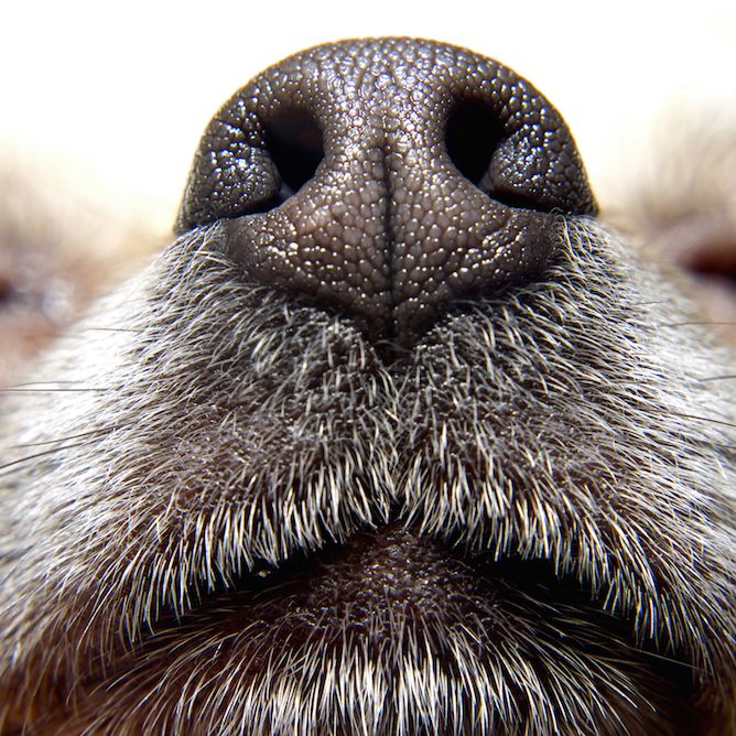fishy smell my dog's breath smells metallic