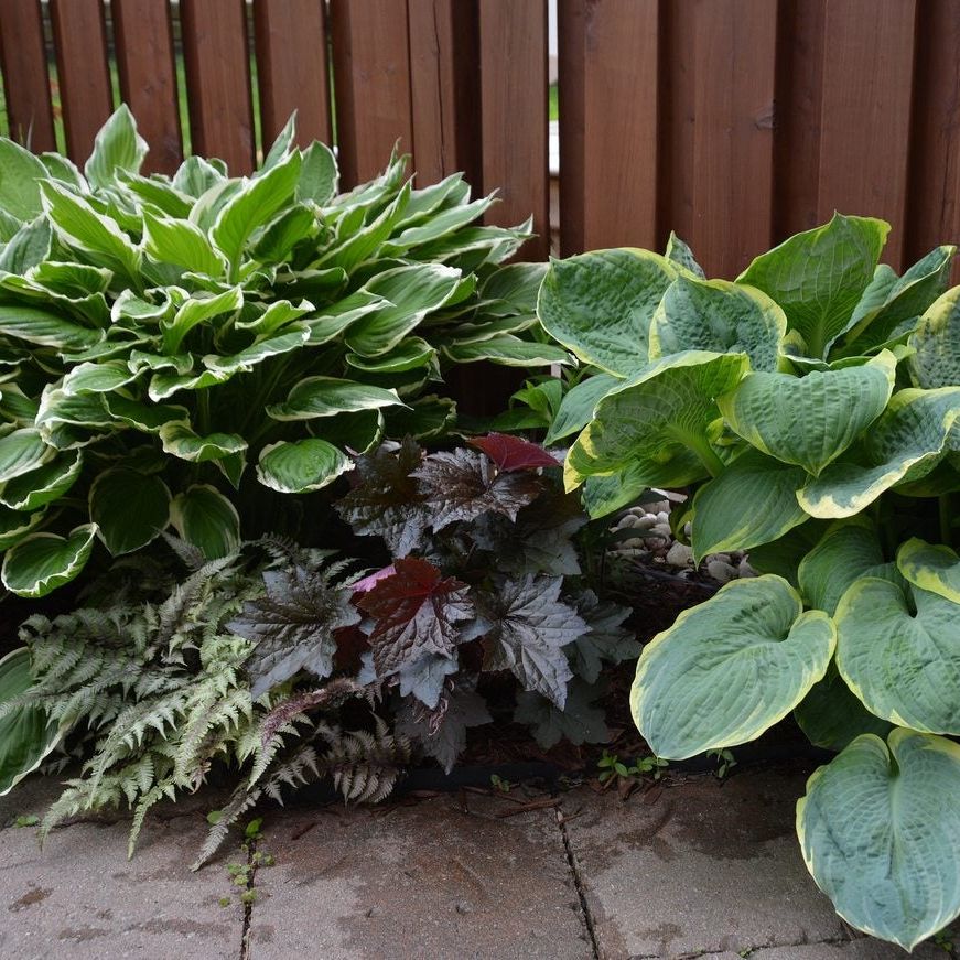 Choosing Shade Plants For Zone 7: Learn About Plants That Tolerate Shade |  Gardening Know How