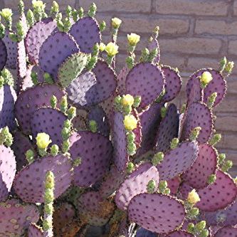 3 Cuttings Purple Prickly Pear Cactus Opuntia Violacea 6"-8" Pads | Heirloom &amp;amp; Non Gmo, Drought-Tolerant Opuntia for Sunny, Dry-Site Gardens