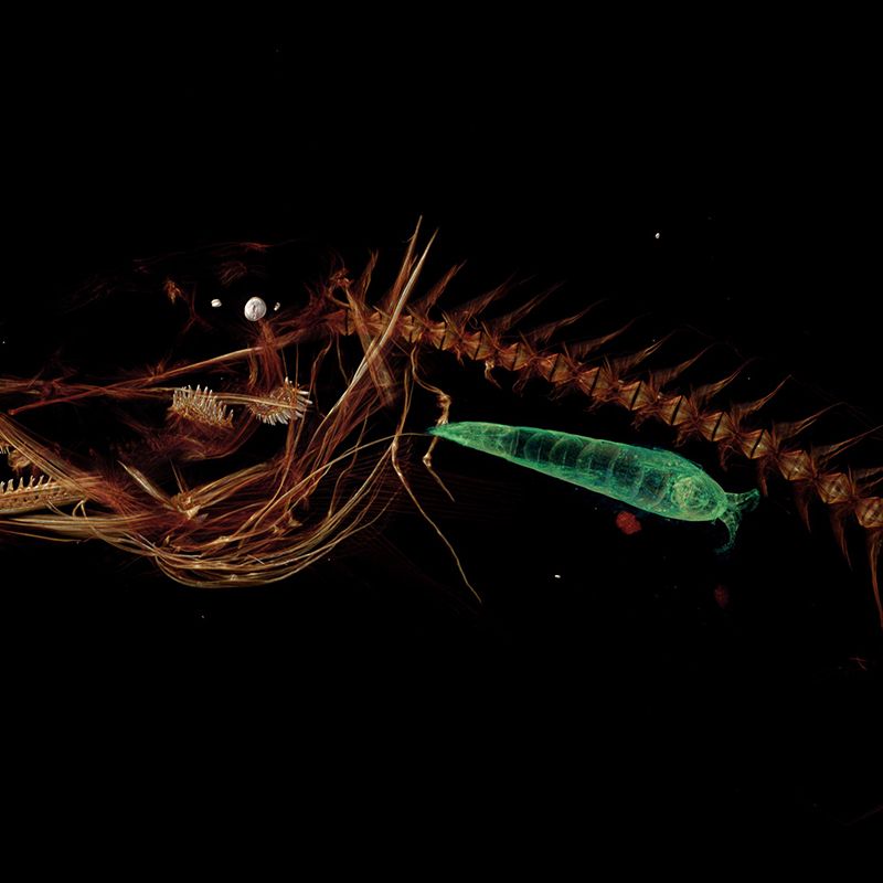 Deepest Reaches 5'9 フィッシュ 美品 MEGAfish｜DEEPEST REACHES｜取扱いブランド一覧｜SURF MARKET（サーフ