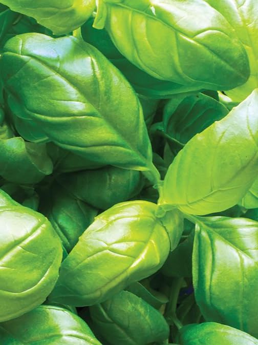 Gardeners Kitchen - Basil Plants - 'sweet' - 6 X Medium Plug Herb Plants.