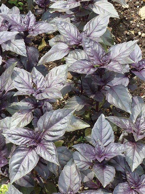 Gardeners Kitchen - Basil Red Plants - 3 X 10cm Pot Herb Plants. (ocimum Basilicum Purpurascens)