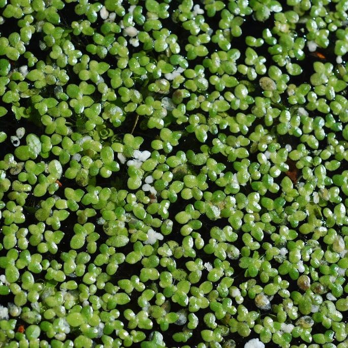 Duckweed Control: How To Get Rid Of Duckweed | Gardening Know How