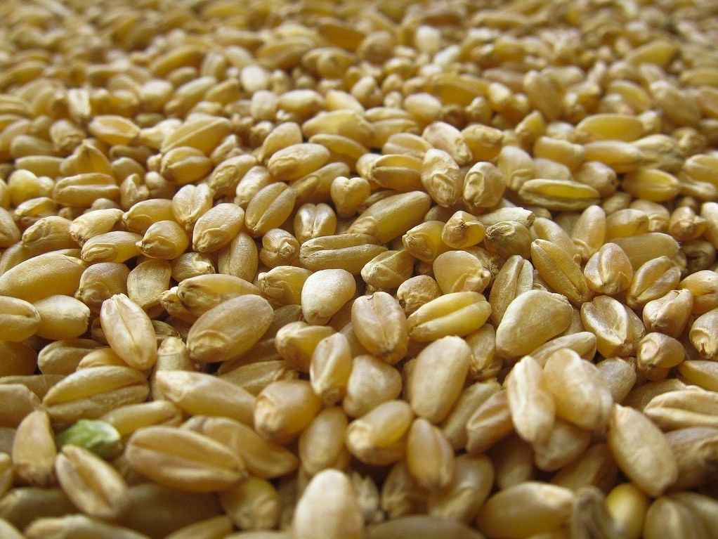 Durum Wheat