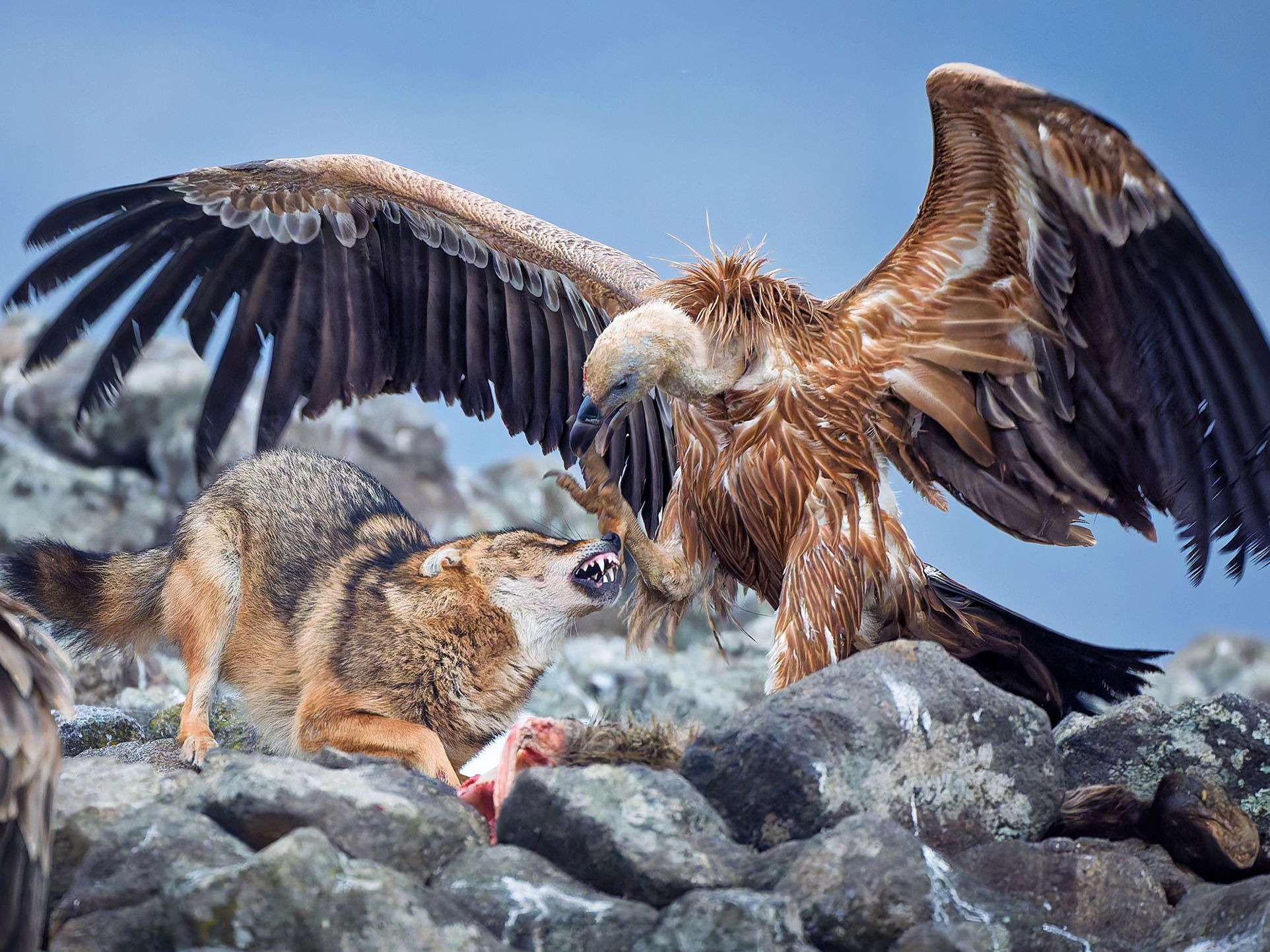 Griffon vulture scolds golden jackal in Bulgaria – stunning